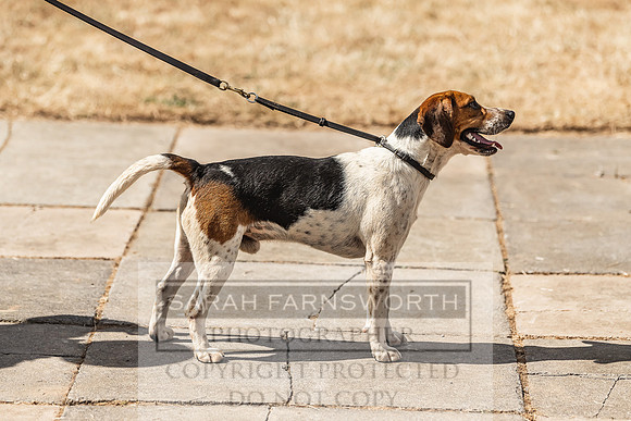 Honiton Hound Show 2022-118