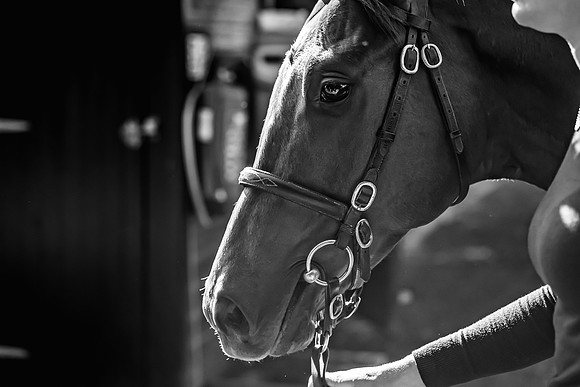 Goffs UK Breeze Up 2022-120