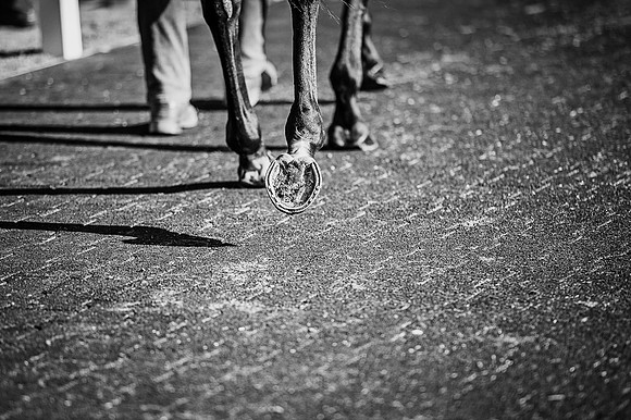 Goffs Orby 2015 -531 bw