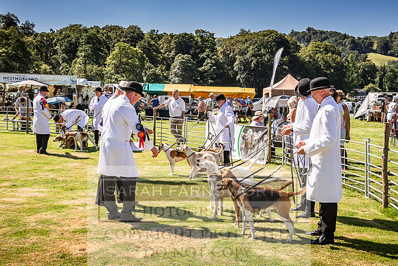 Rydal Hound Show 2022-51