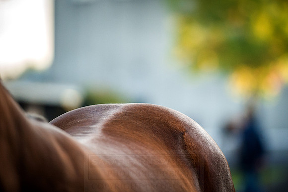 Goffs Orby 2015 -105