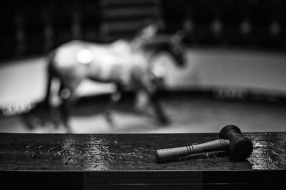 Goffs Orby 2015 -564 bw