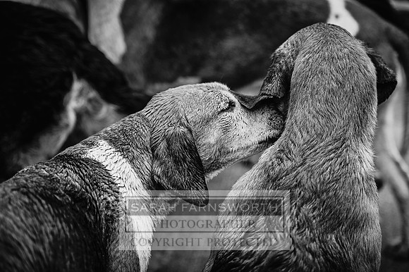 Desmond 060616-209 bw