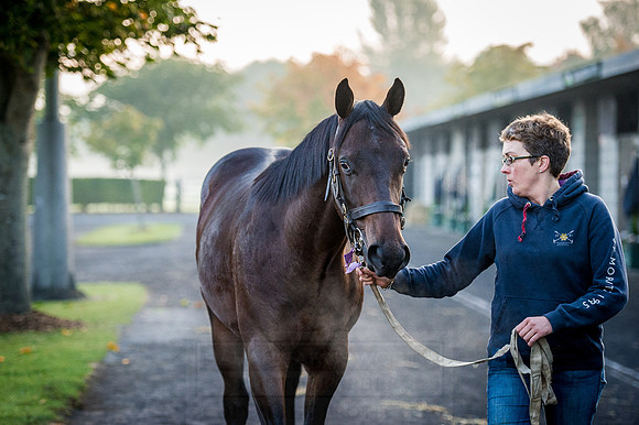 Goffs Orby 2015 -95
