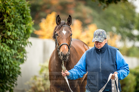 Goffs Orby 2018 Day 2-57