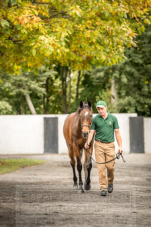 Goffs Orby 2018 Day 2-200
