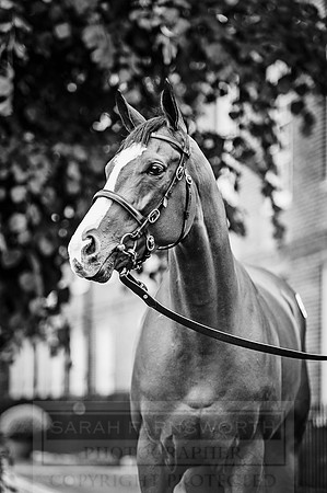 Goffs London Sale 2016-156