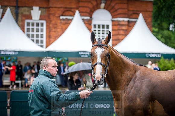 Goffs London Sale 2016-363