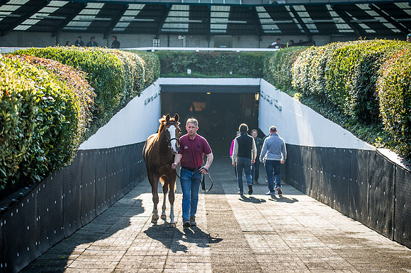 Goffs Orby 2015 -523