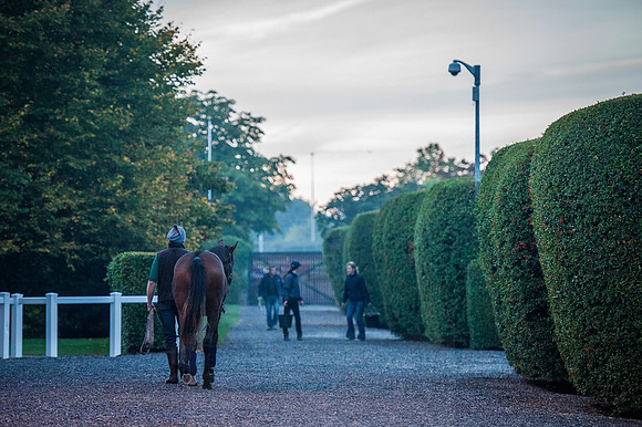 Goffs Orby 2015 -59