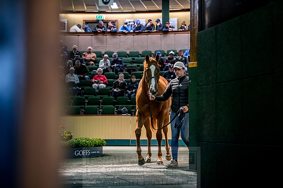 Goffs Orby 2018 Day 1-203