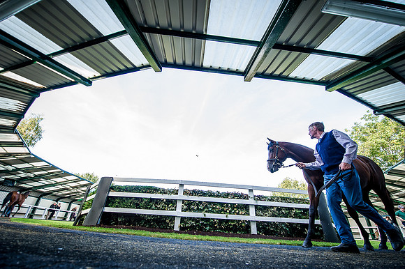 Goffs Orby 2015 -319