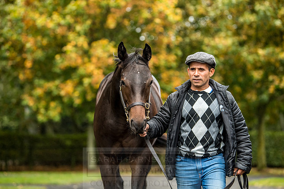 Goffs Orby 2018 Day 2-76