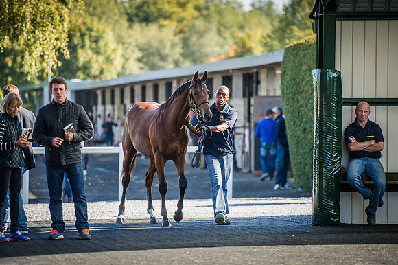 Goffs Orby 2015 -532