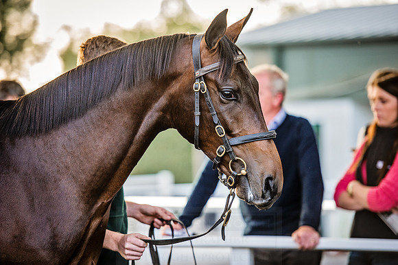 Goffs Orby 2015 -448