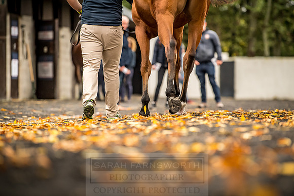 Goffs Orby 2018 Day 1-111