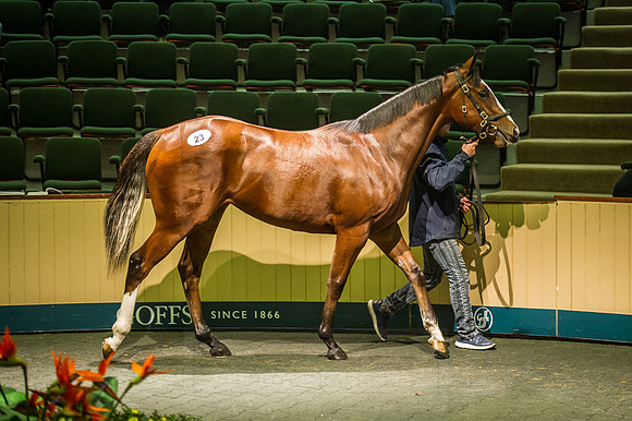Goffs Orby 2015 -239