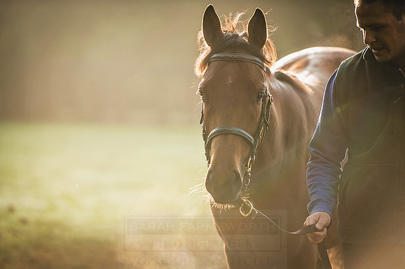 Goffs Orby 2015 -464