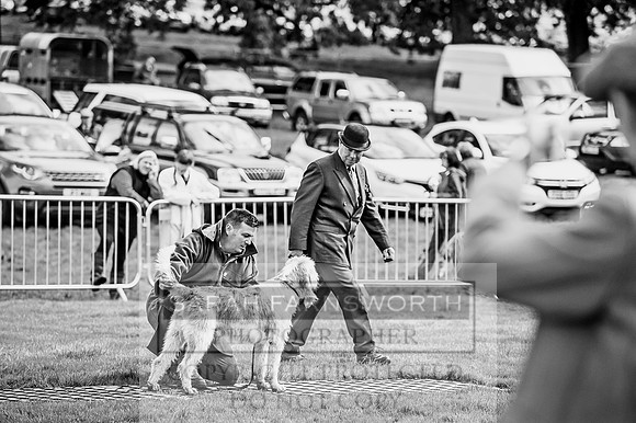 Lowther Hound Show 2017-55