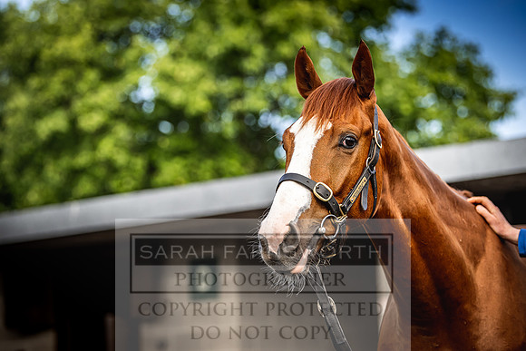 Goffs Land Rover Sale 2022-6