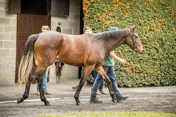 Goffs Orby 2018 Day 2-95