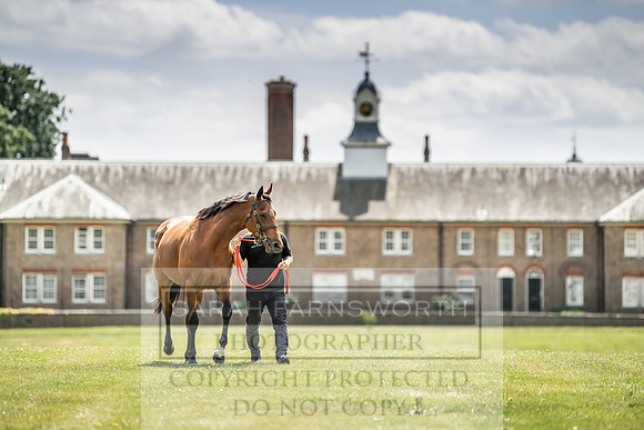 Goffs London Sale 2019-16
