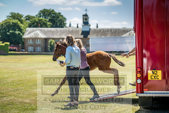 Goffs London Sale 2018-1