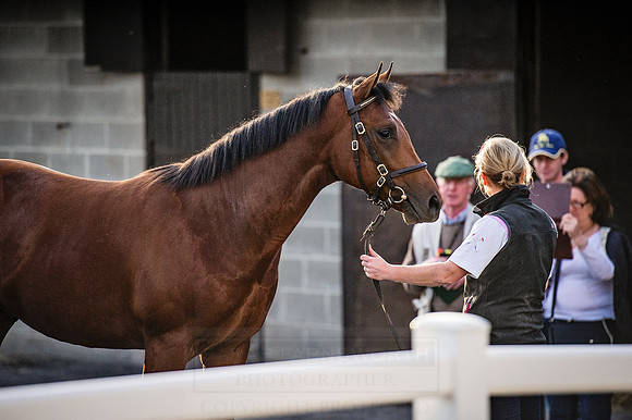 Goffs Orby 2015 -428