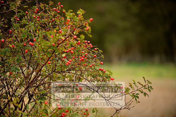 Brocklesby 021113 CF3 561
