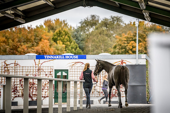 Goffs Orby 2018 Day 2-102