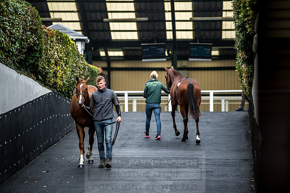 Goffs Orby 2018 Day 1-216
