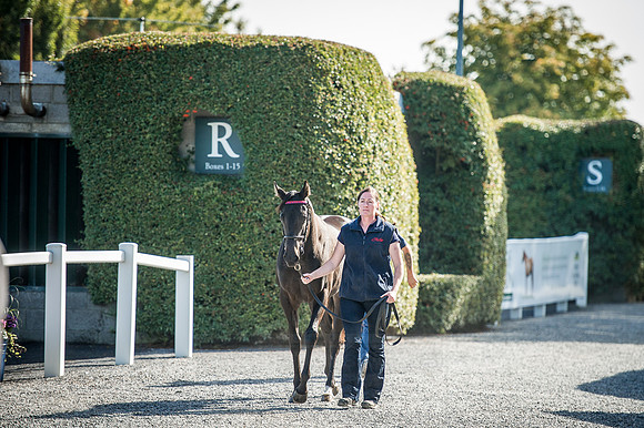 Goffs Orby 2015 -338