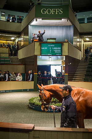 Goffs Orby 2015 -243