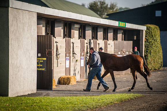 Goffs Orby 2015 -501