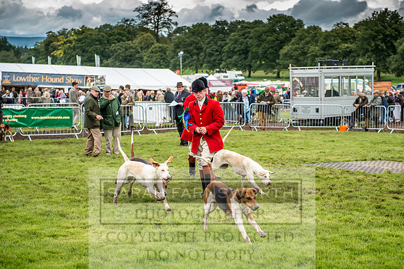 Lowther Hound Show 2017-88