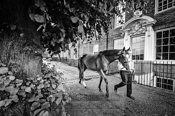 Goffs London Sale 2016-80