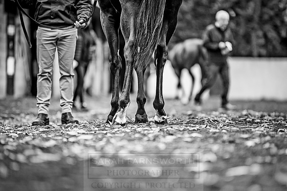 Goffs Orby 2018 Day 1-122