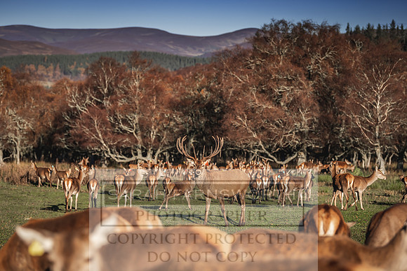 Glen Muick Deer Park-23