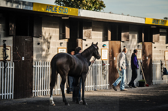 Goffs Orby 2015 -210