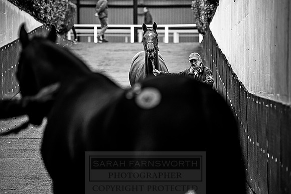Goffs Orby 2018 Day 1-211