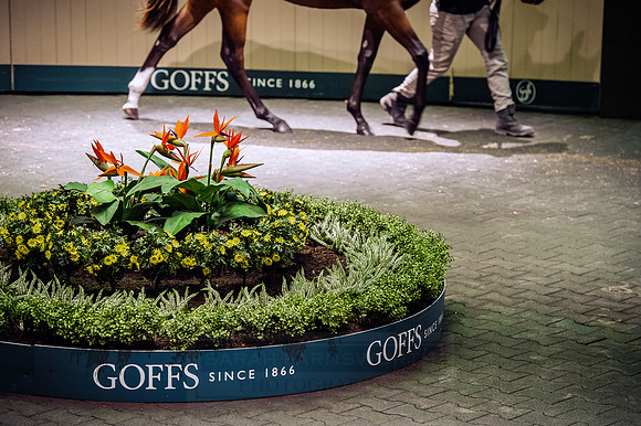 Goffs Orby 2015 -341