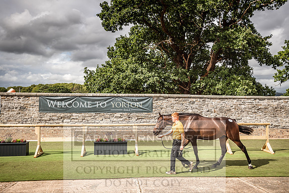 Goffs Yorton Sale 2022-171