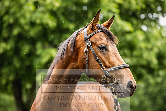 Goffs Land Rover Sale 2022-477