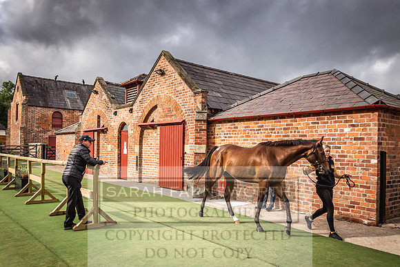 Goffs Yorton Sale 2022-31