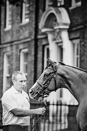 Goffs London Sale 2016-132