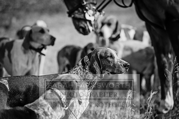Mooreland Hunt-15 bw