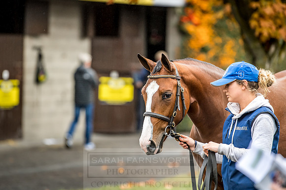 Goffs Orby 2018 Day 2-40