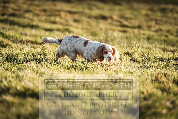 Avonmeadow Stud Dogs-57
