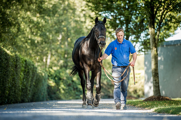 Goffs Orby 2015 -383