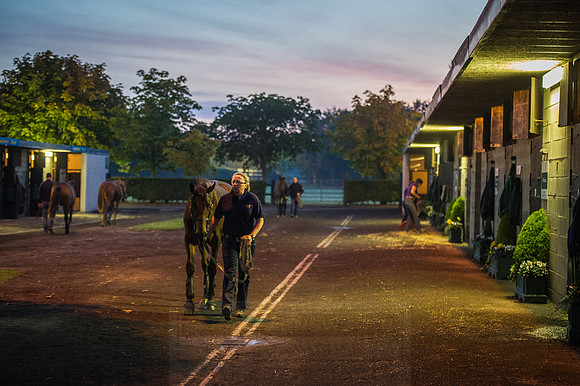 Goffs Orby 2015 -7